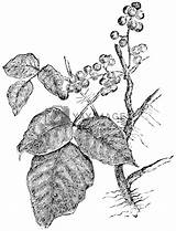 Morphart Yayimages Toxicodendron Rhus Ivy Poison sketch template