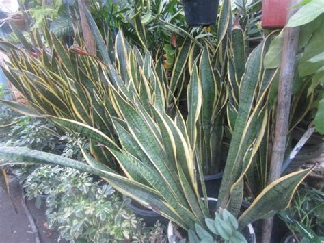 Jual Tanaman Hias Lidah Mertua Sansevieria Murah Di Lapak Karya