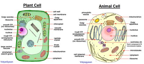 cell structure  structure  function  cell organelles vidyagyaan
