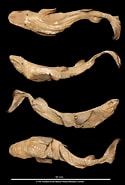 Afbeeldingsresultaten voor "centroscymnus Macracanthus". Grootte: 125 x 185. Bron: www.marinespecies.org