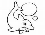 Dolphin Coloring Splashing Coloringcrew sketch template