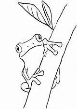 Frog Frogs Sapo Coloriage Grenouille Grenouilles カエル 塗り絵 Samanthasbell ドク ガエル Frosch Sheets Zeichnung Tulamama Animais Coloriages Colorironline Magnifique sketch template