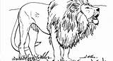 Lion Cub sketch template