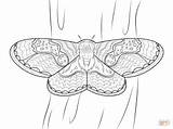 Moth Coloring Pages Insects Printable Moths Color Coloringbay sketch template