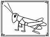 Grasshopper Coloring Pages Cricket Insect Cartoon Kids Drawing Sheets Library Clipart Template sketch template