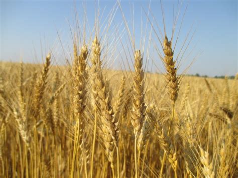 grain crops update preparing   winter wheat planting season