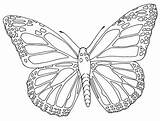 Butterflies 1184 Clipartion Tattoodaze sketch template
