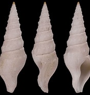 Afbeeldingsresultaten voor "typhlomangelia Nivalis". Grootte: 176 x 185. Bron: www.idscaro.net