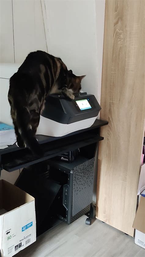 dumpert kat helpt met printer