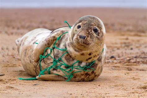 fotos impactantes esto sucede  el plastico  se bota al mar