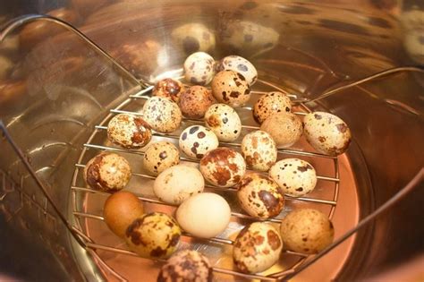 How To Cook Quail Eggs And Stay Healthy With Its Benefits