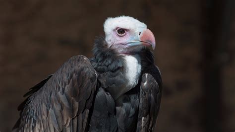 white headed vulture isafiri