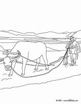 Arando Agricultor Boi Plowing Buey Hellokids Cultivando Famer Fazendeiro Gratuit Bueyes Frais Tudodesenhos Raton sketch template