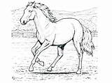 Horse Mustang Coloring Pages Appaloosa Getcolorings Getdrawings Drawing Print sketch template