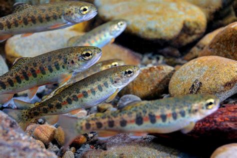 science friday juvenile steelhead finding refuge  tributary mouths