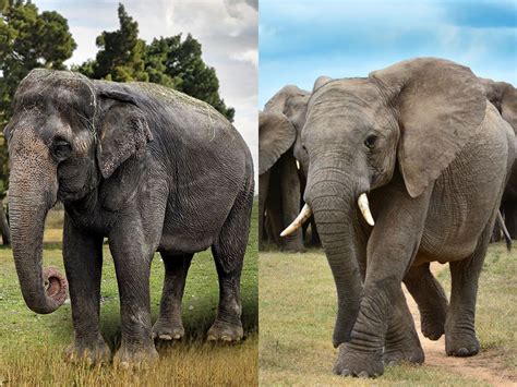 whats  difference  asian  african elephants britannica