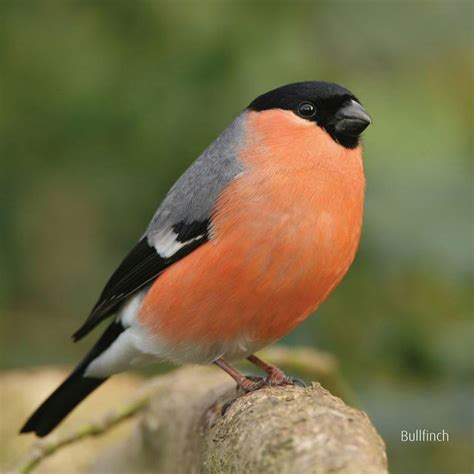 british birds images  pinterest bird garden birds