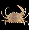 Image result for "portunus Spinimanus". Size: 94 x 98. Source: singapore.biodiversity.online