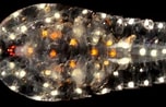 Afbeeldingsresultaten voor "sapphirina Opalina-darwini". Grootte: 152 x 98. Bron: www.roboastra.com