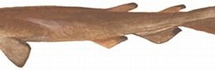 Afbeeldingsresultaten voor "apristurus Brunneus". Grootte: 304 x 63. Bron: marineresearch.oregonstate.edu