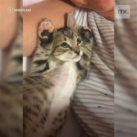 Affectionate Nyc Kitten Loves Giving Kisses To Her Owner