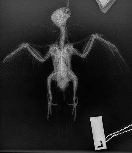 bbevs avian  exotic radiograph cockatiel brisbane bird exotics veterinary service