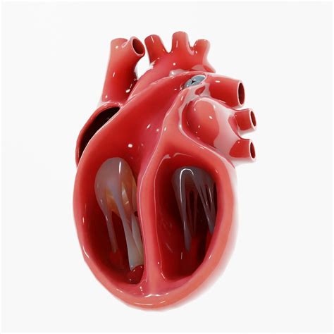 human heart section  model cgtrader