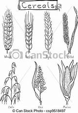Millet Clipart Illustration Clipground Cereals Wheat Rye Barley Drawn Hand sketch template