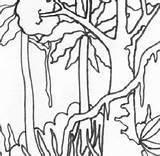 Sheets Viidakko Rainforests sketch template