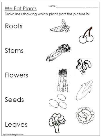 related image plants worksheets kindergarten worksheets parts