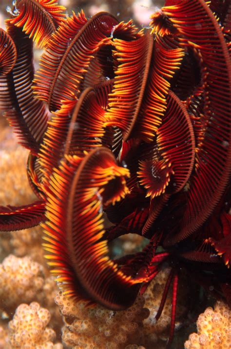 crinoidea francois michonneau