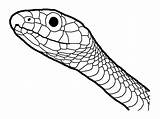 Snakes Reptile Reptiles Amphibian Anaconda Coloringfolder sketch template