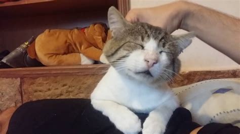 cat enjoy massage youtube