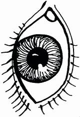 Lichaam Oog Menselijk Clipartmag Augen Ausmalen Eyeball Malvorlagen Zo Stemmen sketch template