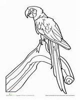 Coloring Rosella Macaw Designlooter Scarlet Drawing Pages 300px 34kb Getdrawings sketch template