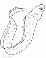 Coloring Eel Pages Animals Sea Printable sketch template