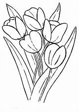 Bunga Mewarnai Tulip Sketsa Gambarcoloring Melati Tulips Tren Tanaman Terpopuler Sketsamewarnai Tunggal Kidsplaycolor sketch template