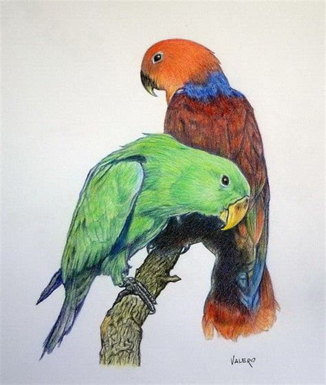 askcom colorful drawings bird art color pencil drawing