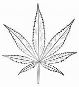 Hoja Pot Blatt Marihuana Malen Hanfblatt Blätter Zeichnungen Skizze Ausmalbild Ausmalen Hiervas Drogas Kurse Schablone Blumen Anfänger Categorías Coloringgames Schritt sketch template