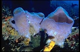 Afbeeldingsresultaten voor "callyspongia Plicifera". Grootte: 161 x 106. Bron: www.uniprot.org