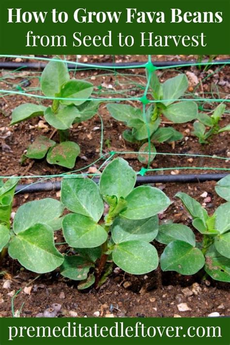 guide    grow fava beans includes