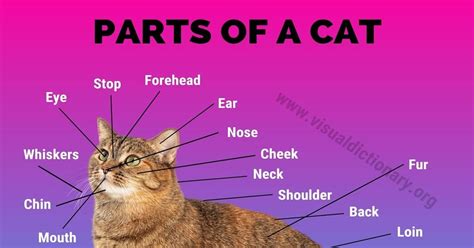 cat anatomy interesting list   external parts   cat visual dictionary