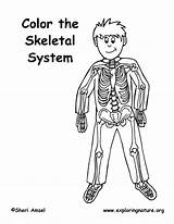 Skeletal Elementary sketch template
