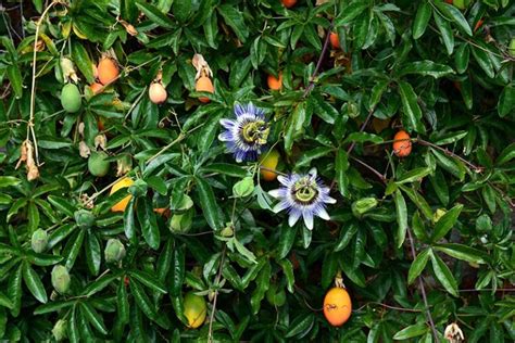 How To Grow And Care For Passionflower Gardener’s Path