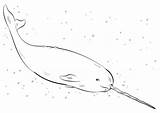Narwhal Coloring Drawing Pages Draw Printable Drawings Whales Kids Supercoloring Step Realistic Outline Tutorial Animals Narwhals Ocean Animal Paper Sea sketch template