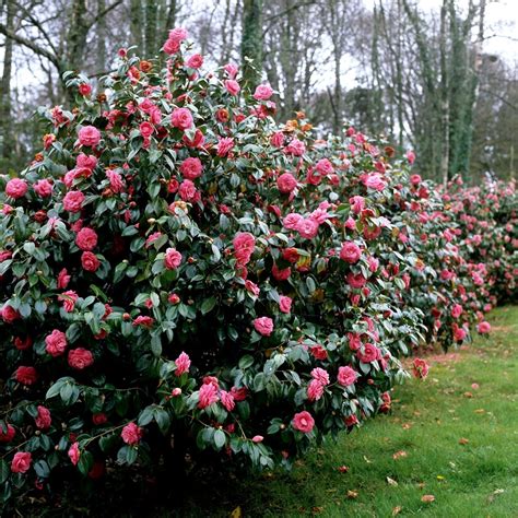 camellias  high maintenance  rumor