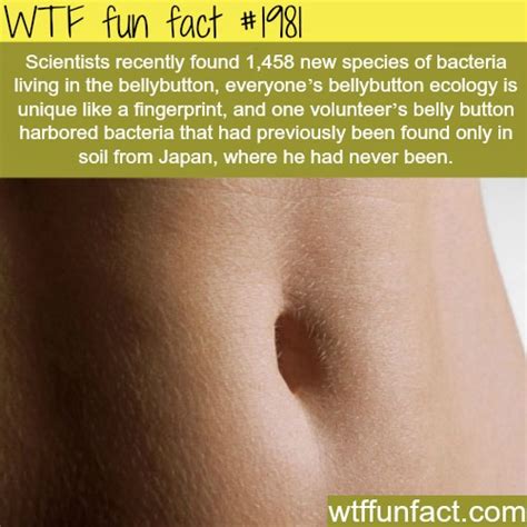 Weird Fact Belly Button By Aj Murat Musely