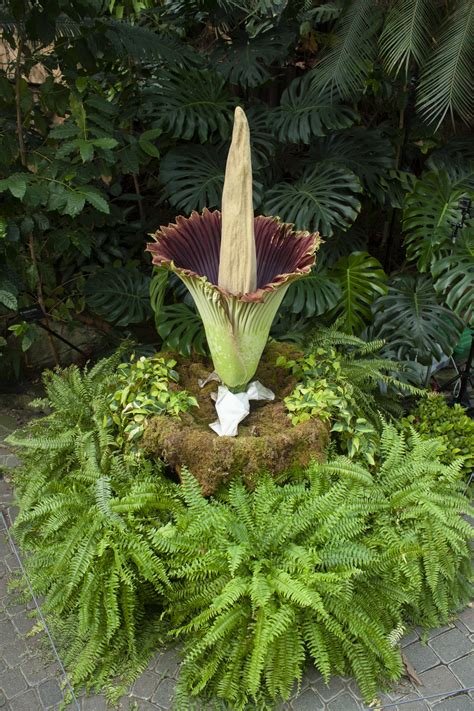 stop  smell  rotting flesh  rare corpse flower blooms
