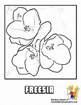 Freesia Coloring Designlooter Yescoloring Flower sketch template