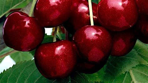 cherries the sex symbol fruit that is actually very good for your
